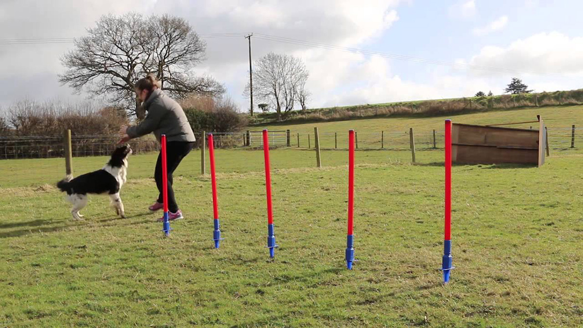 pet playground game (3)