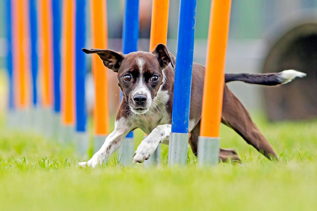 pet playground game (2)