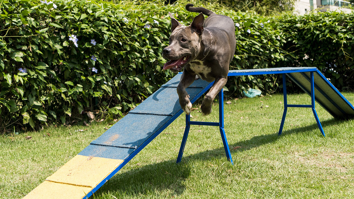 pet playground game (3)