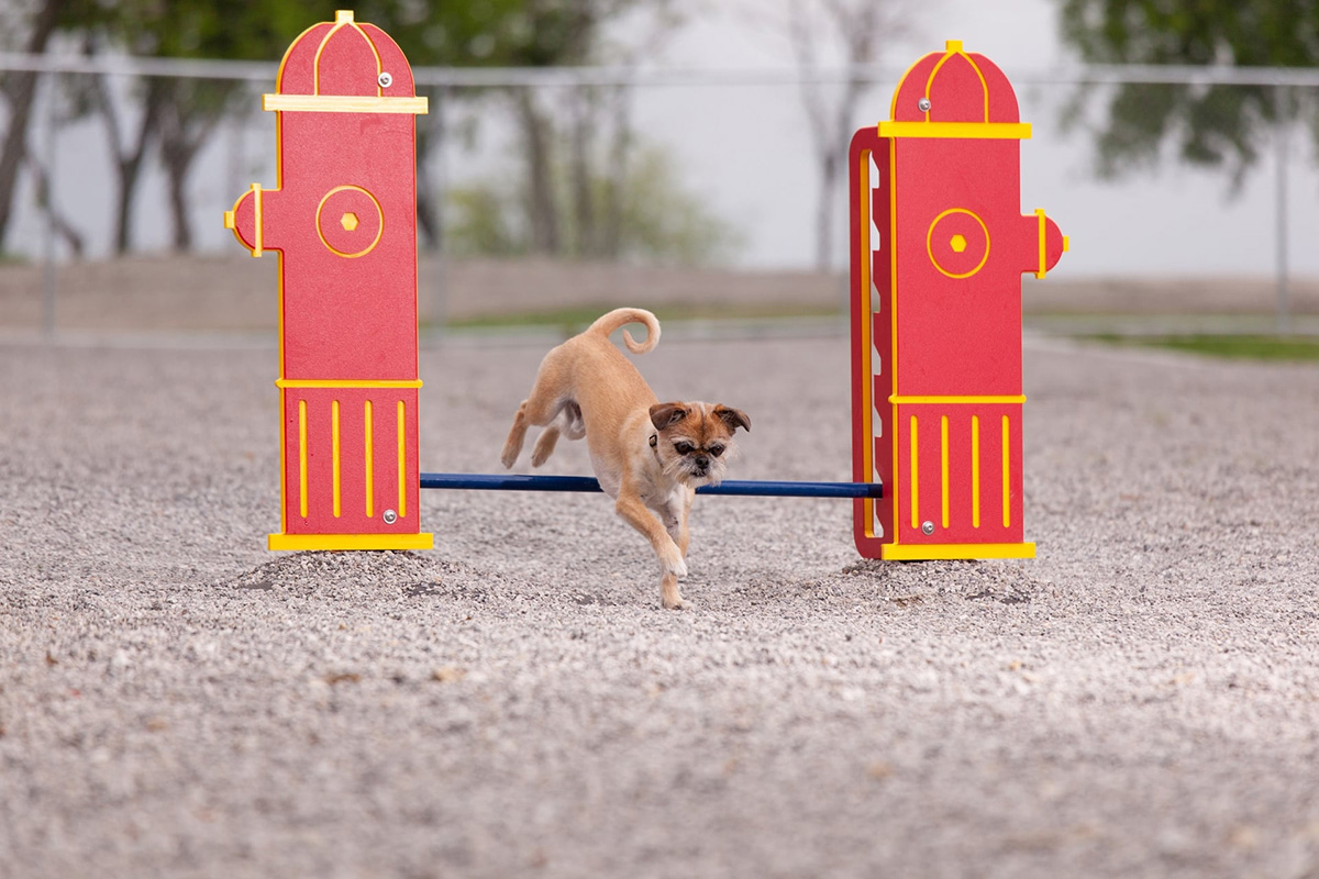 pet playground game (6)