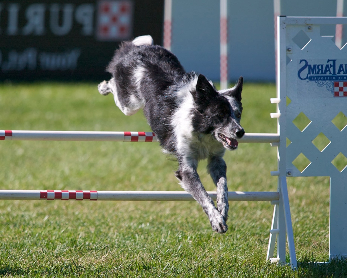 pet playground equipment (1)