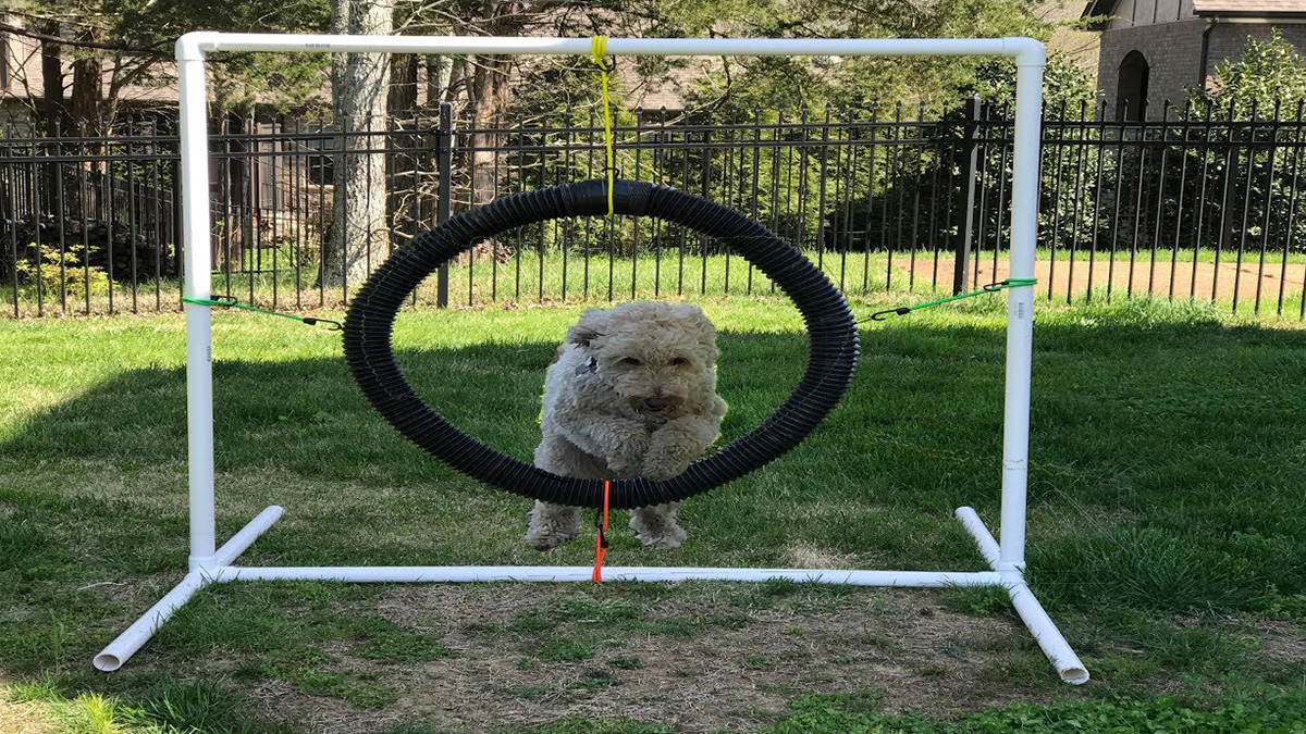 pet playground game (3)