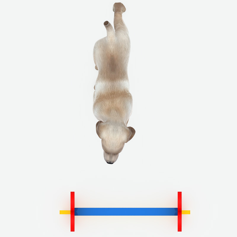Rover Jump Over,Pet Playground Equipment Manufacturer