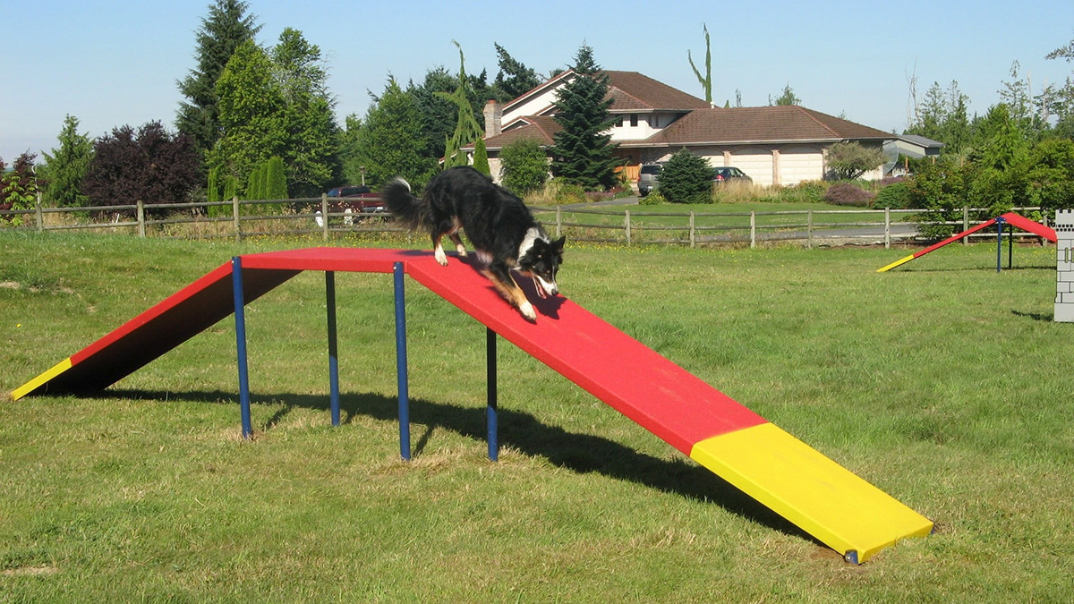 pet playground game (4)
