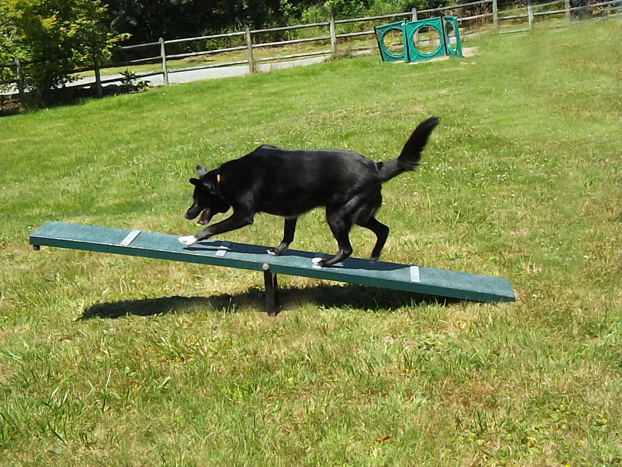 pet playground game (2)