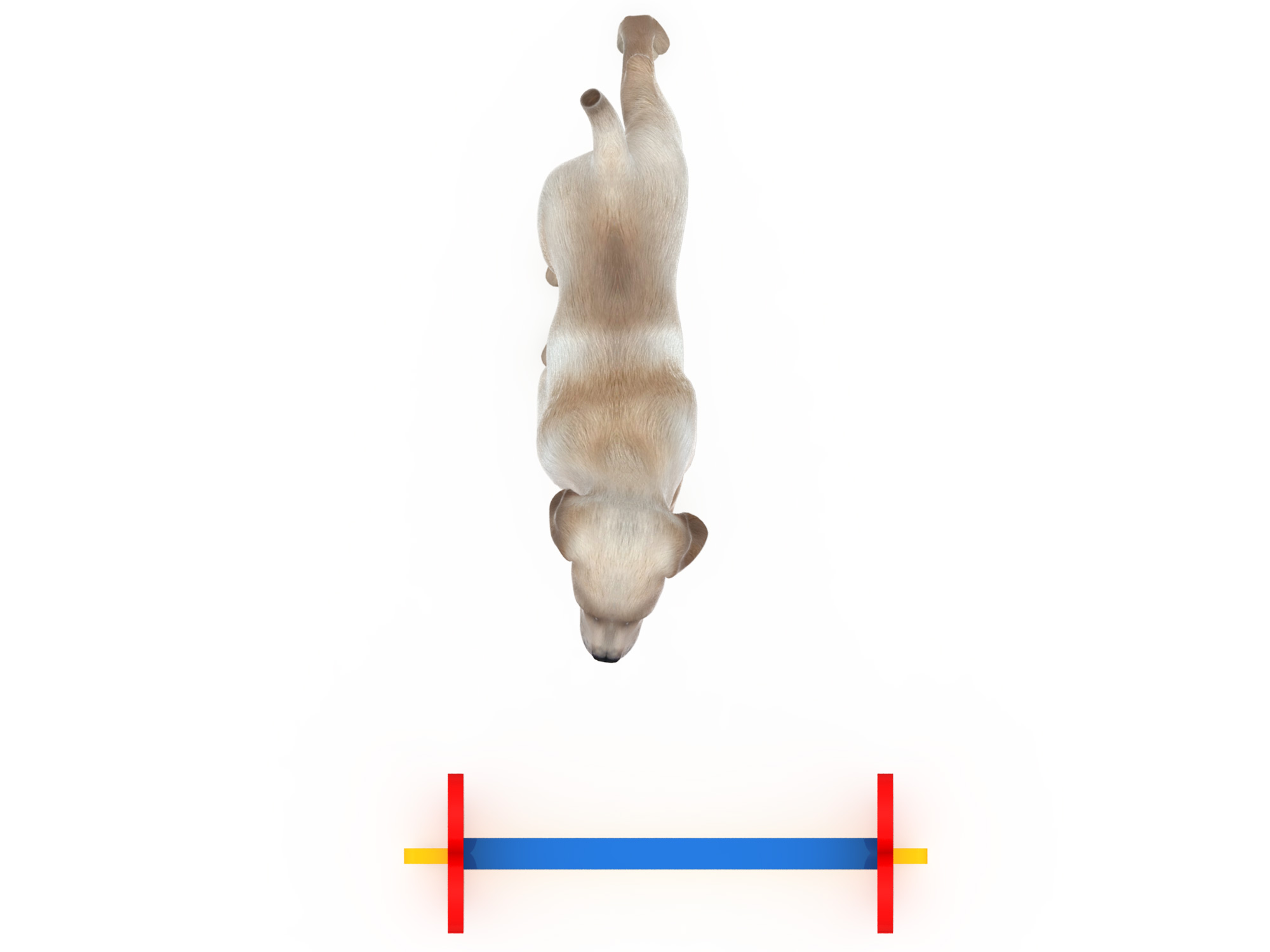 pet playground equipment (2)
