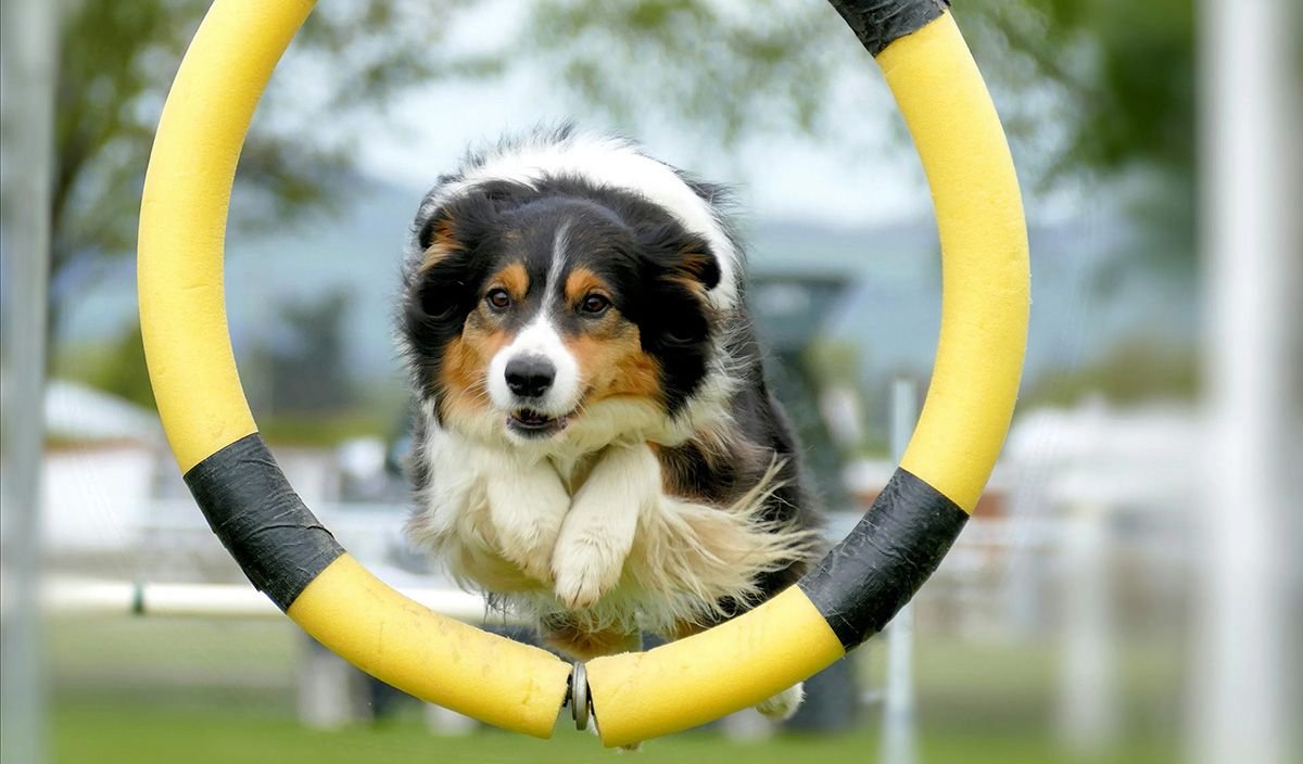 pet playground game (2)