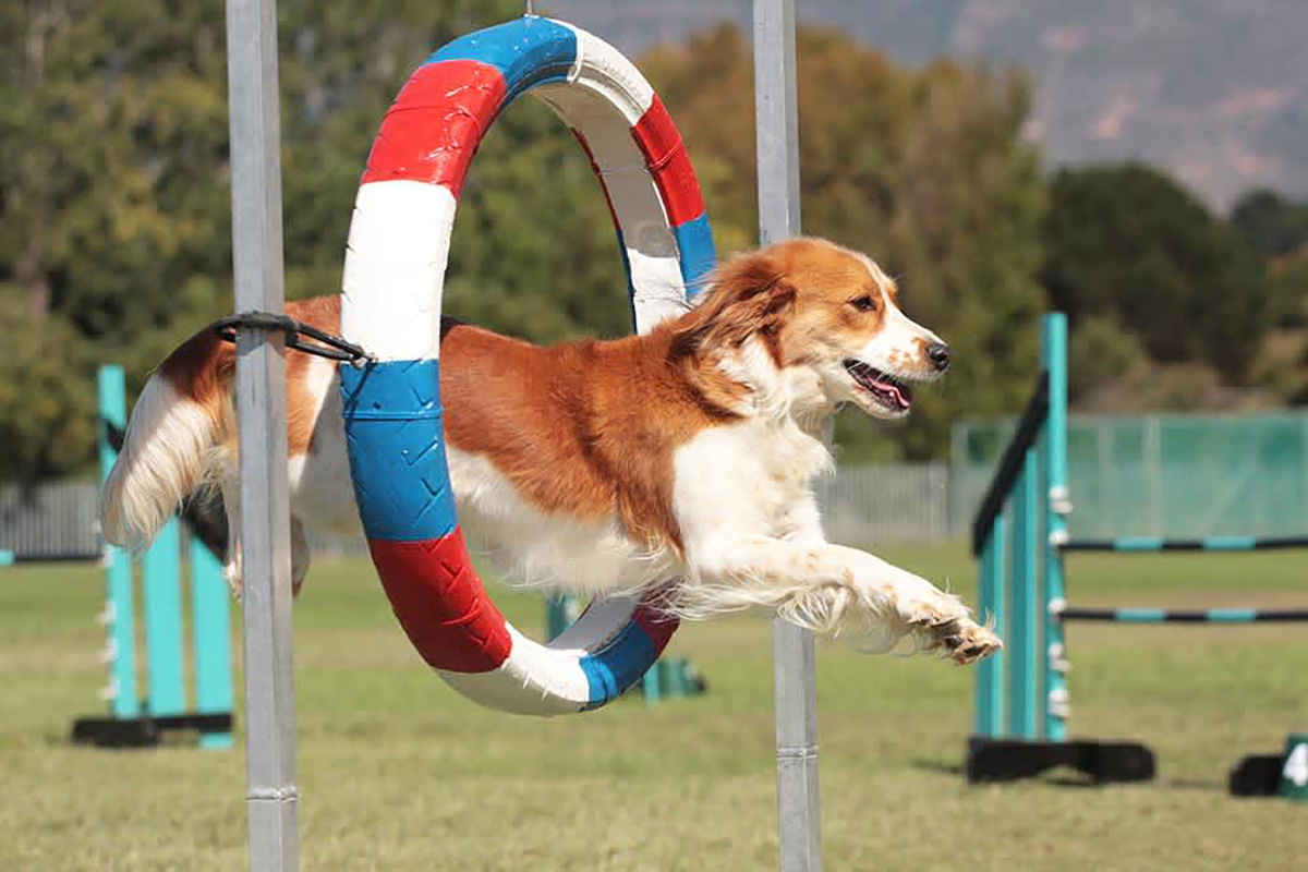 pet playground game (1)