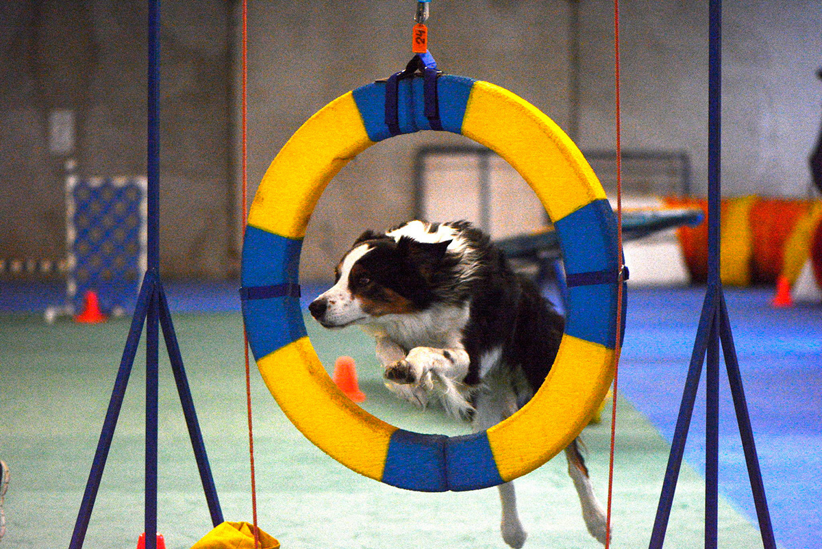 pet playground game (3)