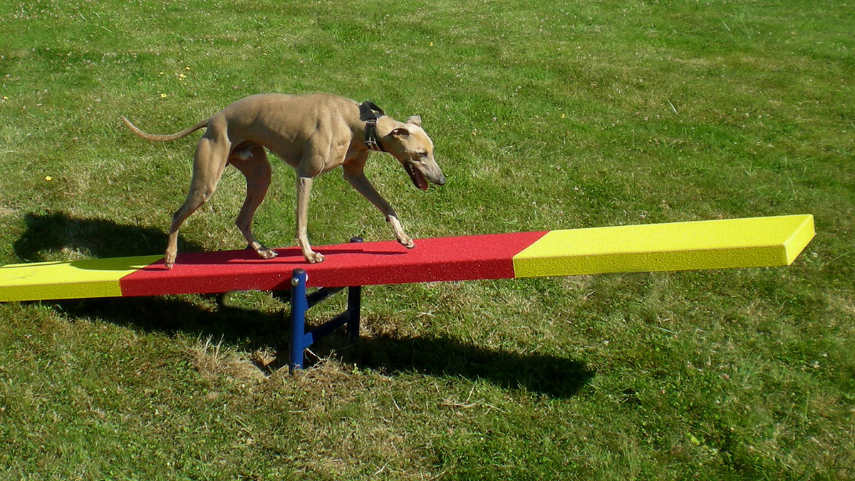pet playground game (3)